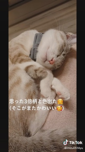 子猫と比べて大きくかわった猫ちゃん