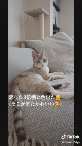 子猫と比べて大きくかわった猫ちゃん