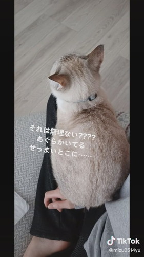 乗る猫ちゃん