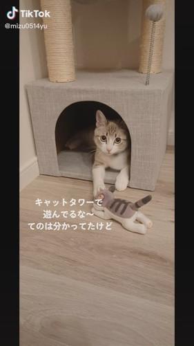 キャットタワーで遊ぶ猫ちゃん