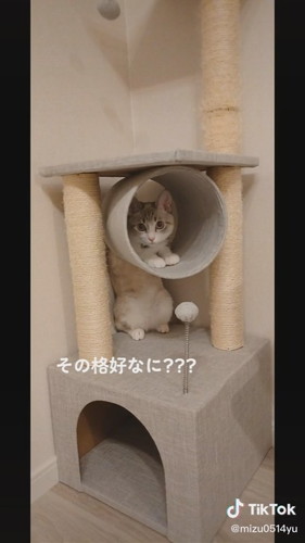 不思議なポーズの猫ちゃん