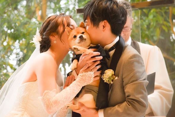 柴犬と結婚式のキス