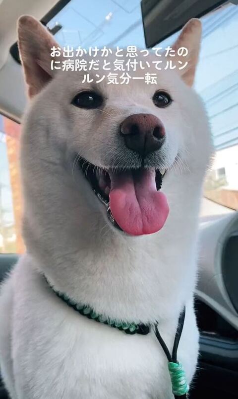 笑顔で外を見てるシロちゃん