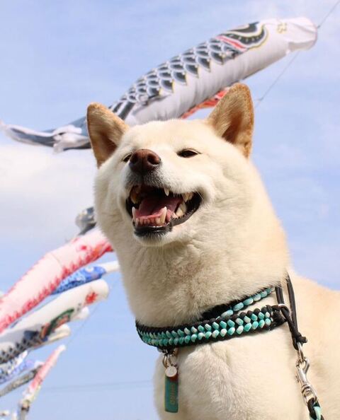 鯉のぼりとシロちゃん