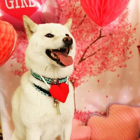首にハートの柴犬