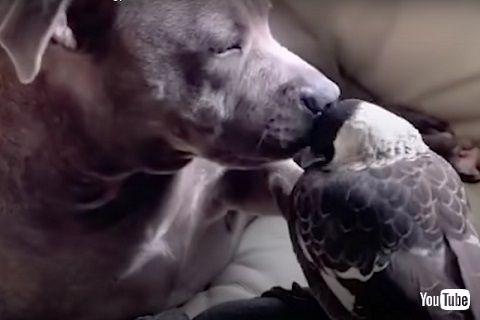 ワンコとマグパイ