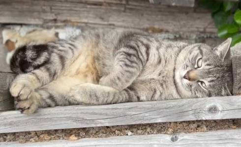 ベストポジション探す猫