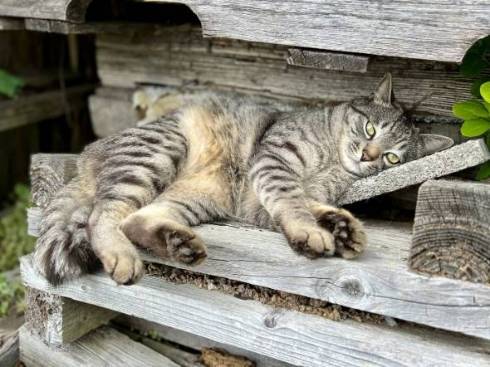 ベストポジション探す猫