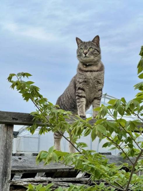 遠くを見つめる猫
