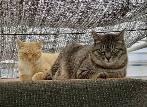 茶トラとコタロー