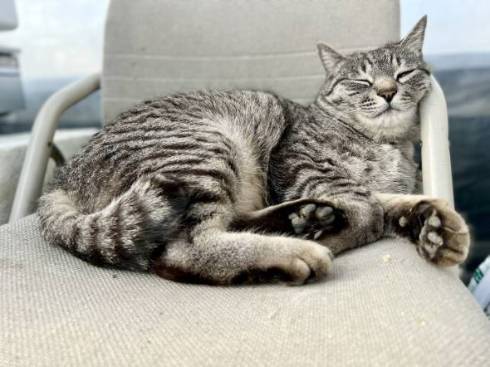 椅子で寝るコタロー