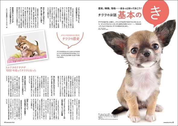 チワワスタイル内容