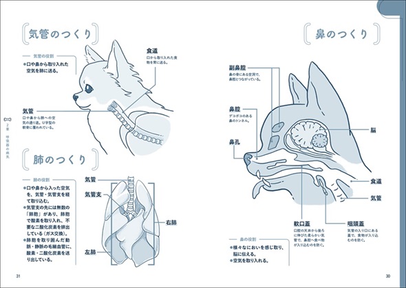 チワワ版家庭犬の医学内容