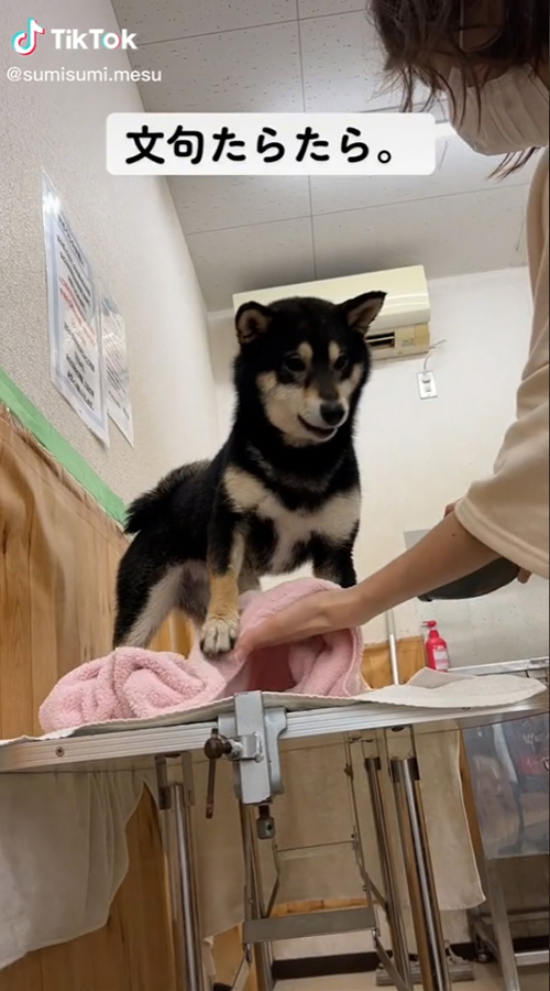 柴犬とドライヤー