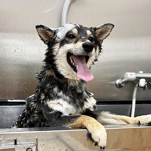 シャンプーすみすみちゃん