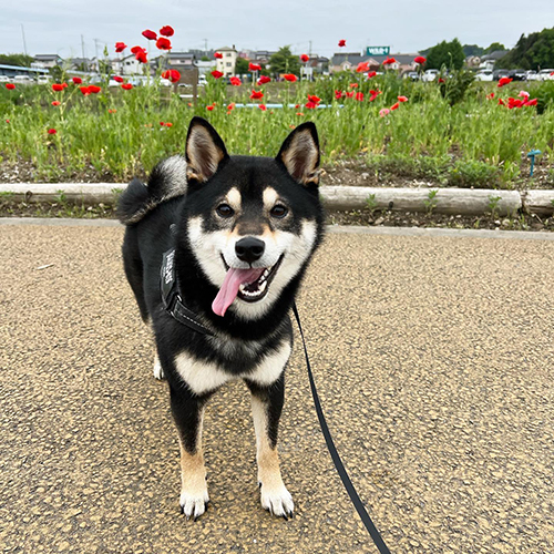 お花背景のすみすみちゃん