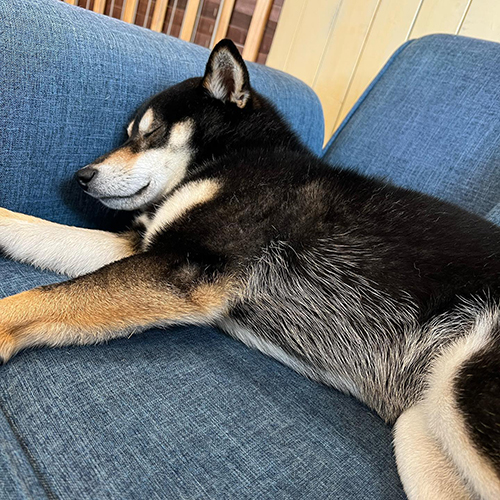 すやすやすみすみちゃん