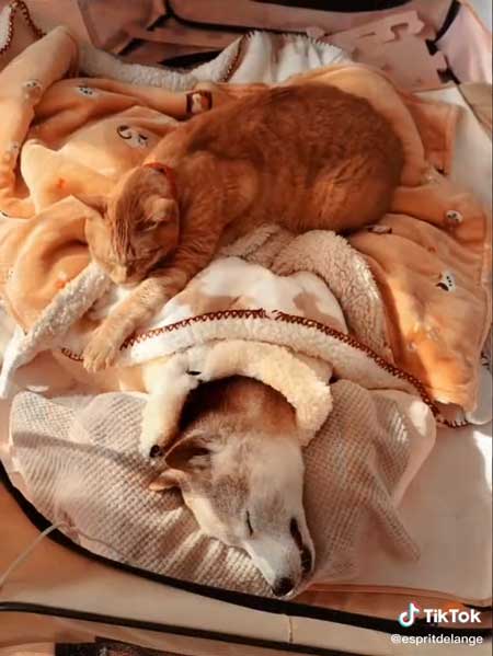 シニア柴犬と保護猫