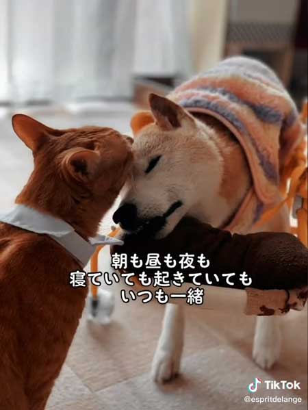 エンくんとちまきくん