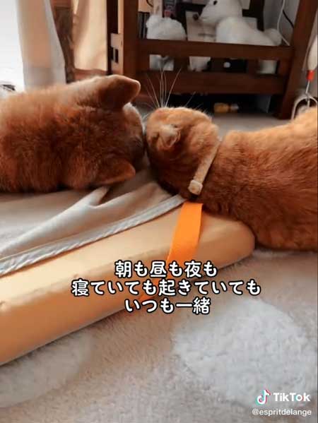 エンくんとちまきくん