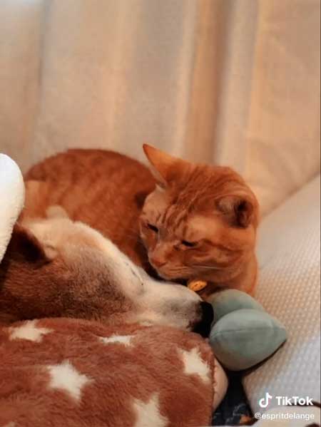 エンくんを見つめるちまきくん