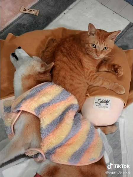 介護猫になると誓ったちまきくん