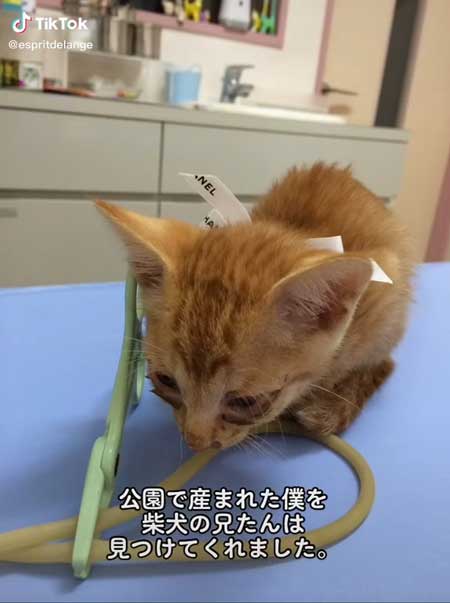 保護された当時のちまきくん