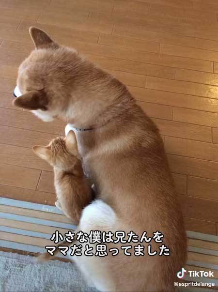 エンくんと子猫時代のちまきくん