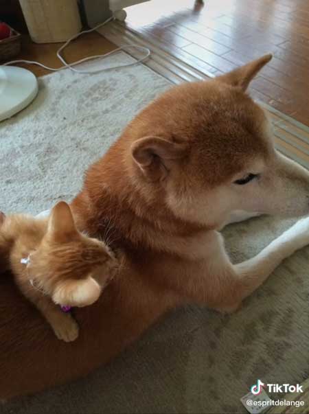 エンくんと子猫時代のちまきくん