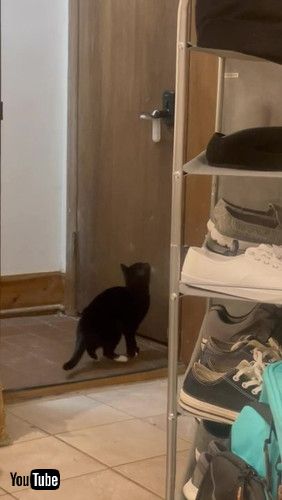 ジャンプする前の猫