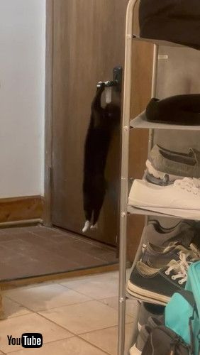 ドアノブをおろそうとする猫