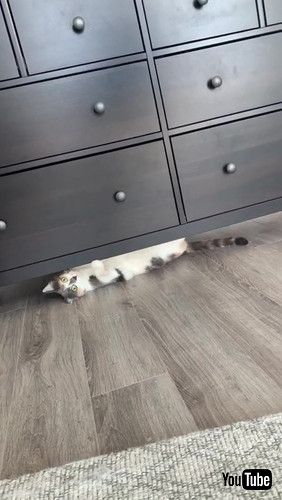 カメラを向く猫