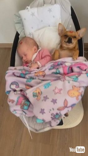 「Who's the Real Baby Here? || ViralHog」