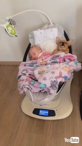 「Who's the Real Baby Here? || ViralHog」