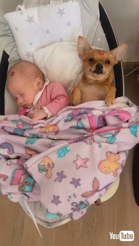 「Who's the Real Baby Here? || ViralHog」