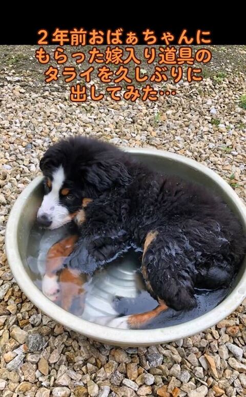 子犬時代
