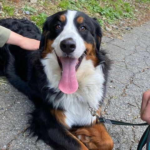 なでられてるリンちゃん