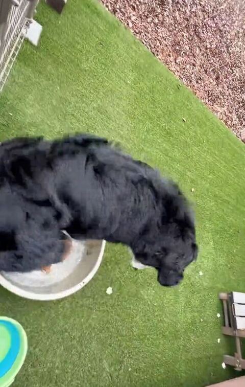 お座りしてタライを見るリンちゃん