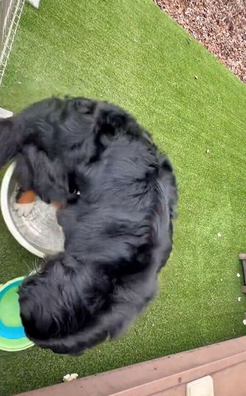 タライをのぞきこむリンちゃん