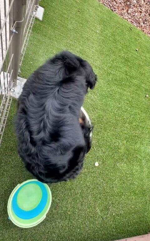 はみ出てるリンちゃんの後ろ姿