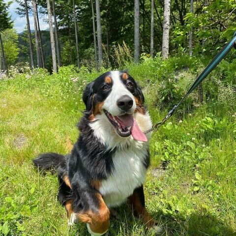 走ってるリンちゃん