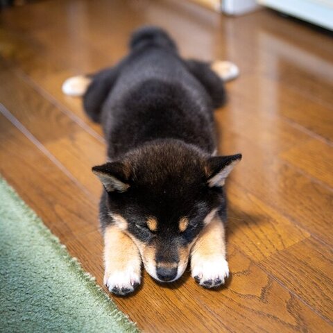両前足のばして寝てる