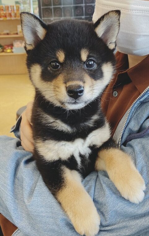 抱っこされてる