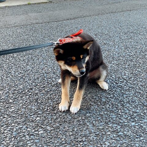 散歩をいやがるつむぎちゃん