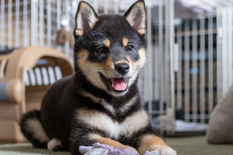 ケージの前で笑顔