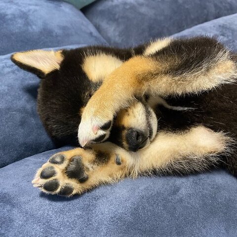 寝てるつむぎちゃん