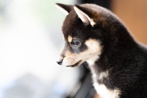 窓の外を見てる横顔