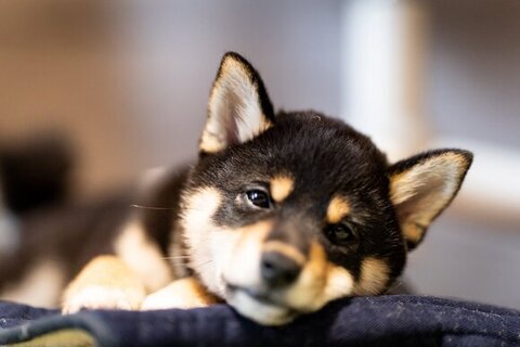 うとうとしているつむぎちゃん