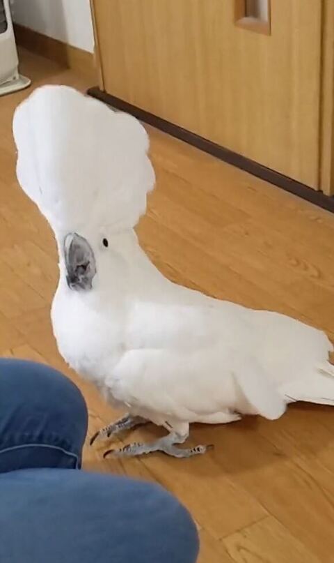 ALT
