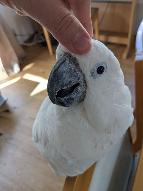 ボール追いかけてる